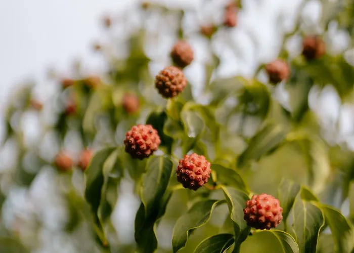 Villa Met Hottub & Sauna | 4 Personen - Valley *